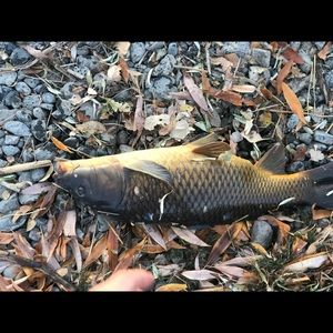 Meet your Posher, Eugene